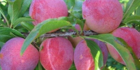 Kako uzgojiti šljivu iz sjemena